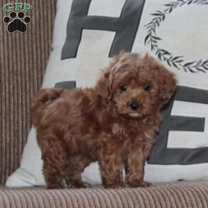 Johnny, Cavapoo Puppy